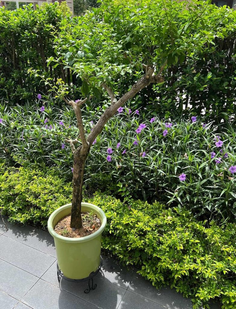 2 Pack 13 Diameter Metal Plant Stand for Large Plant/Flower Pot Heavy Duty Potted Holder Indoor Outdoor Rustproof Iron Display Stand,Black